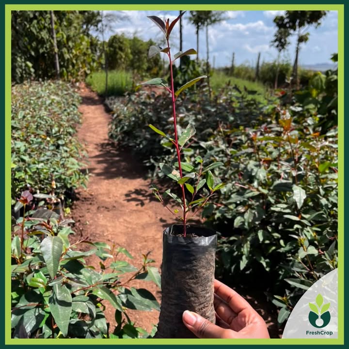 FreshCrop Limited